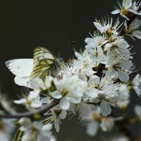 Skolie Burn Community Meadow and Woodland